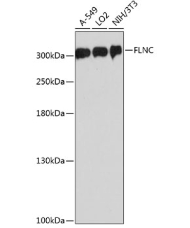 FLNC Rabbit Polyclonal Antibody