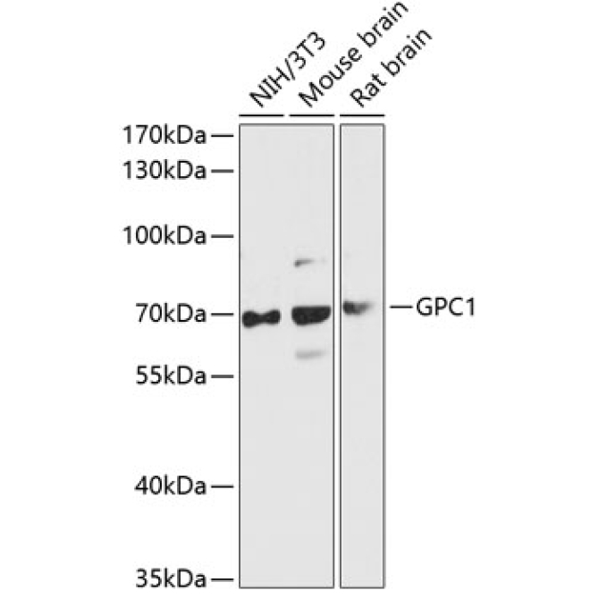 GPC1 Rabbit Polyclonal Antibody