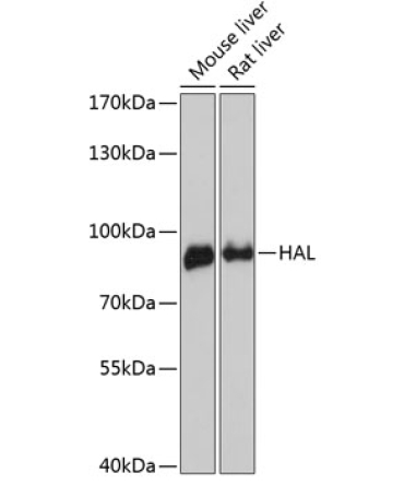 HAL Rabbit Polyclonal Antibody