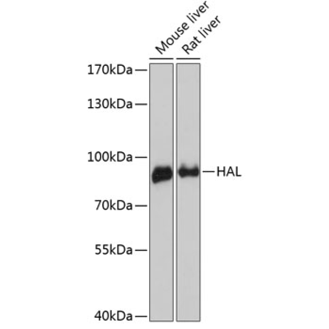 HAL Rabbit Polyclonal Antibody
