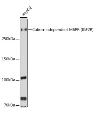 Cation-independent M6PR (IGF2R) Rabbit Polyclonal Antibody