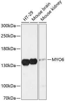 MYO6 Rabbit Polyclonal Antibody