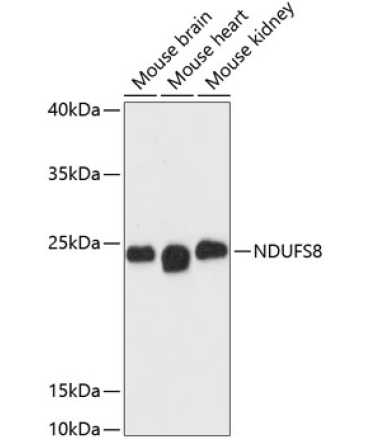 NDUFS8 Rabbit Polyclonal Antibody