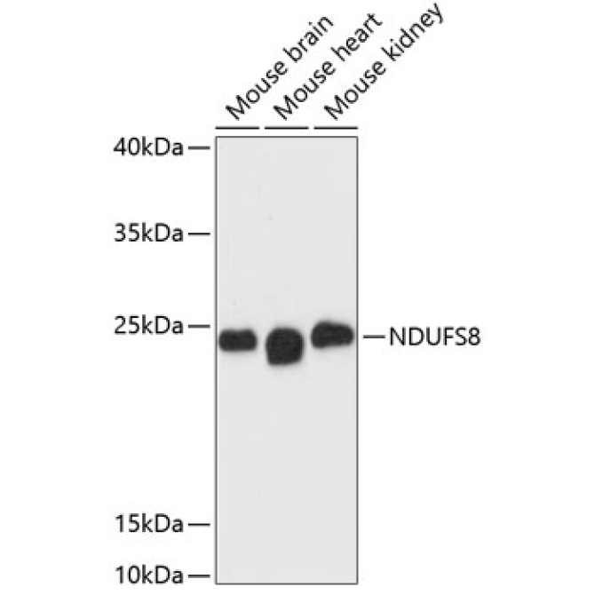 NDUFS8 Rabbit Polyclonal Antibody