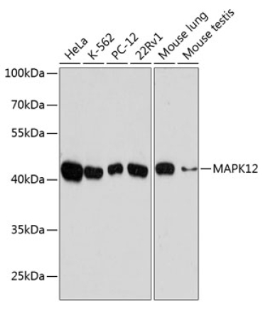 MAPK12 Rabbit Polyclonal Antibody
