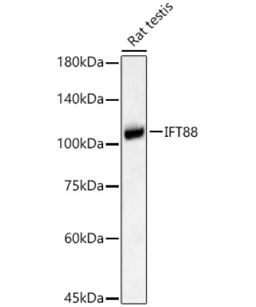IFT88 Rabbit Polyclonal Antibody