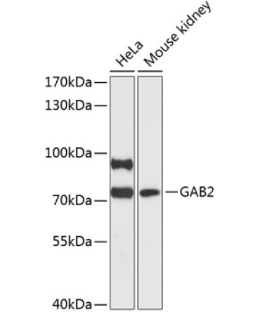 GAB2 Rabbit Polyclonal Antibody