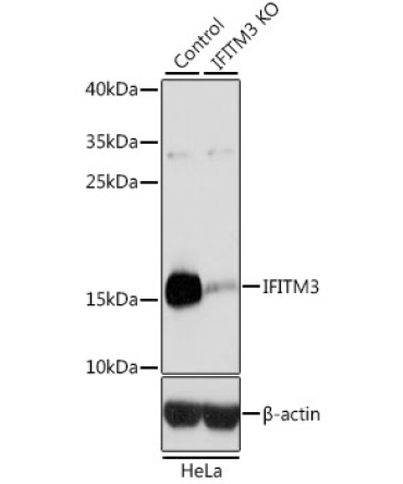 IFITM3 Rabbit Polyclonal Antibody [KO Validated]