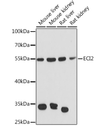 ECI2 Rabbit Polyclonal Antibody