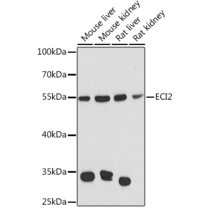 ECI2 Rabbit Polyclonal Antibody