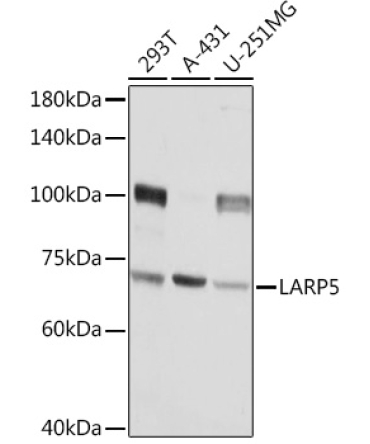LARP5 Rabbit Polyclonal Antibody