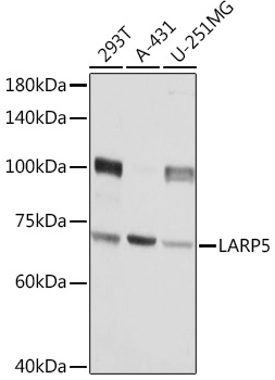 LARP5 Rabbit Polyclonal Antibody