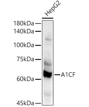A1CF Rabbit Polyclonal Antibody