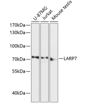 LARP7 Rabbit Polyclonal Antibody