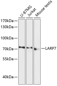 LARP7 Rabbit Polyclonal Antibody