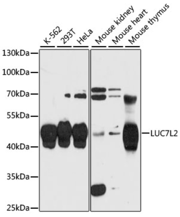 LUC7L2 Rabbit Polyclonal Antibody