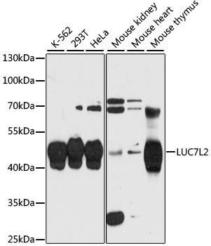 LUC7L2 Rabbit Polyclonal Antibody