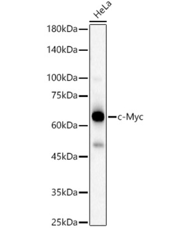 c-Myc Rabbit Polyclonal Antibody