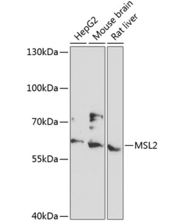 MSL2 Rabbit Polyclonal Antibody