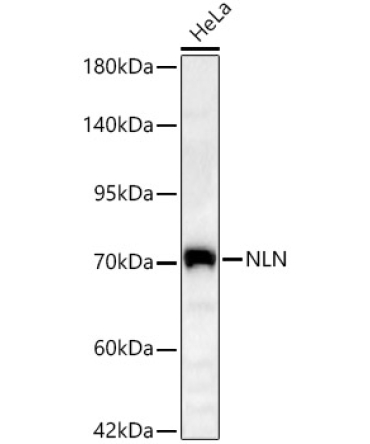 NLN Rabbit Polyclonal Antibody