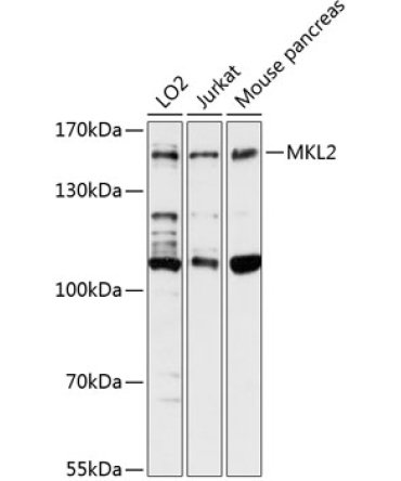 MKL2 Rabbit Polyclonal Antibody