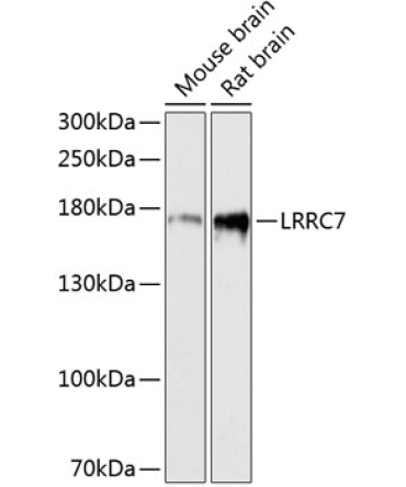 LRRC7 Rabbit Polyclonal Antibody