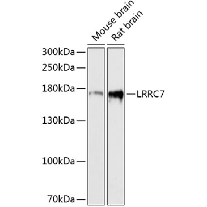 LRRC7 Rabbit Polyclonal Antibody
