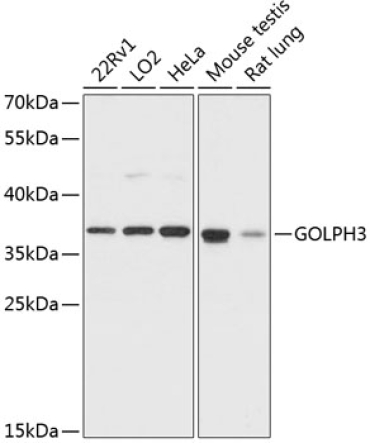 GOLPH3 Rabbit Polyclonal Antibody