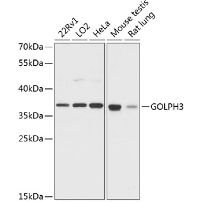 GOLPH3 Rabbit Polyclonal Antibody