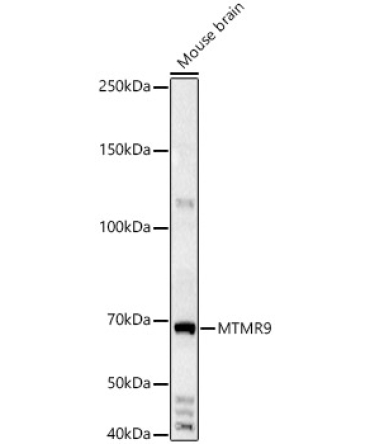 MTMR9 Rabbit Polyclonal Antibody