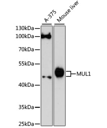 MUL1 Rabbit Polyclonal Antibody