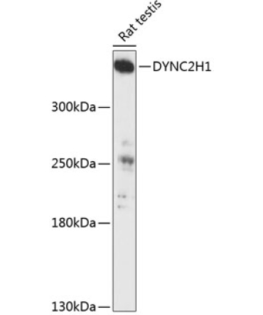 DYNC2H1 Rabbit Polyclonal Antibody