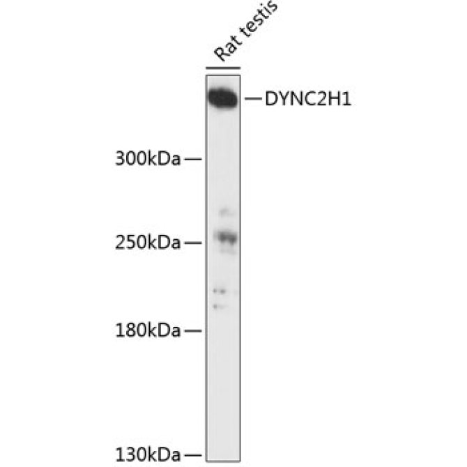 DYNC2H1 Rabbit Polyclonal Antibody