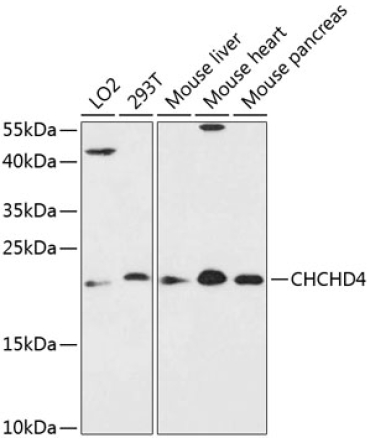 CHCHD4 Rabbit Polyclonal Antibody