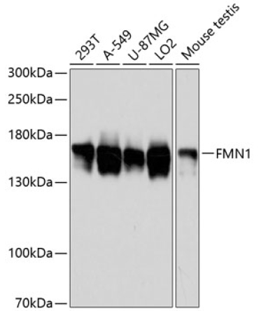FMN1 Rabbit Polyclonal Antibody