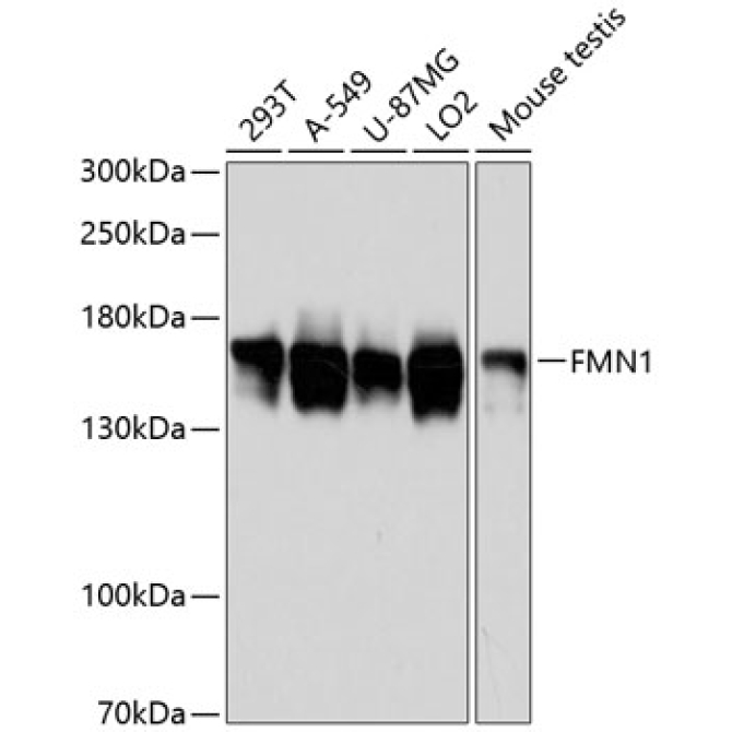 FMN1 Rabbit Polyclonal Antibody