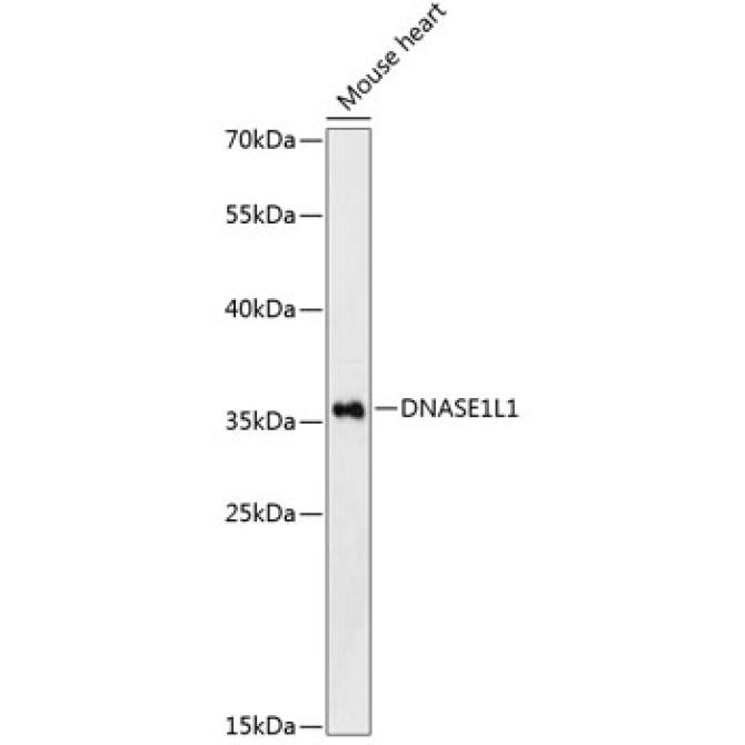 DNASE1L1 Rabbit Polyclonal Antibody