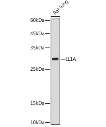 IL-1 alpha Rabbit Polyclonal Antibody