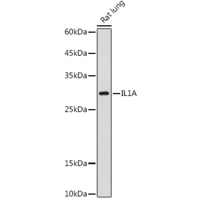 IL-1 alpha Rabbit Polyclonal Antibody