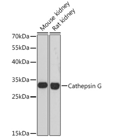 Cathepsin G Rabbit Polyclonal Antibody