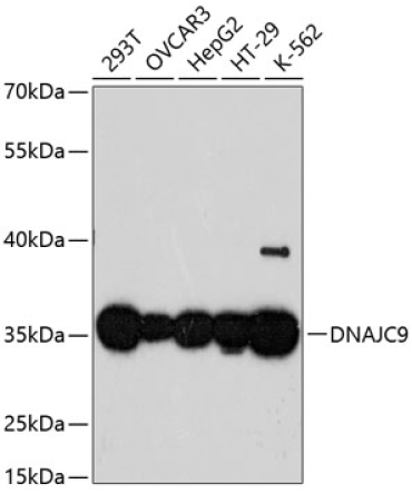 DNAJC9 Rabbit Polyclonal Antibody