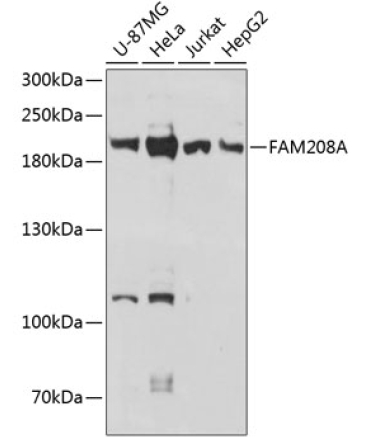 FAM208A Rabbit Polyclonal Antibody