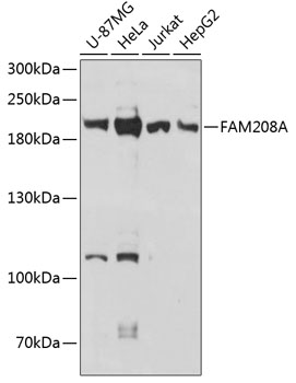 FAM208A Rabbit Polyclonal Antibody