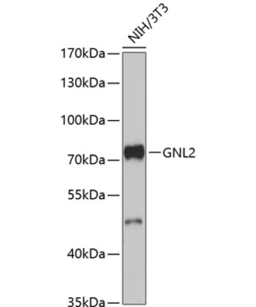 GNL2 Rabbit Polyclonal Antibody
