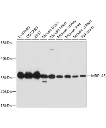 MRPL45 Rabbit Polyclonal Antibody