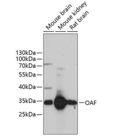 OAF Rabbit Polyclonal Antibody
