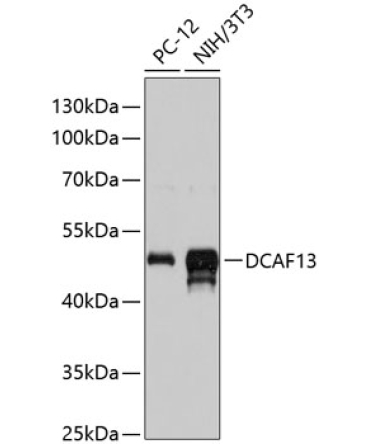 DCAF13 Rabbit Polyclonal Antibody