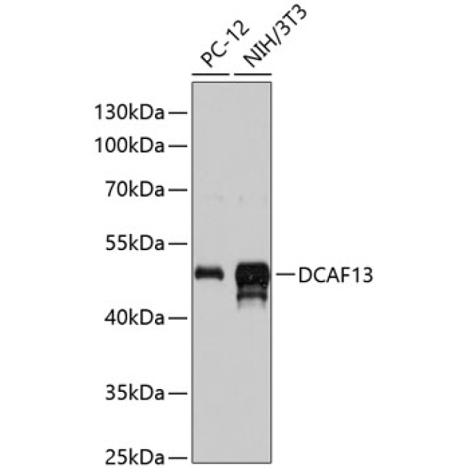 DCAF13 Rabbit Polyclonal Antibody