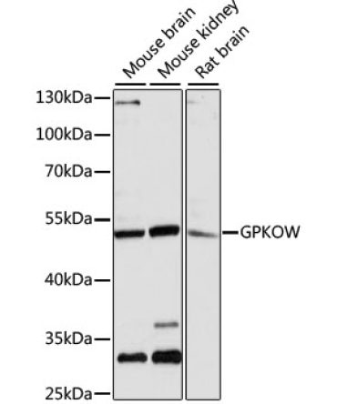 GPKOW Rabbit Polyclonal Antibody