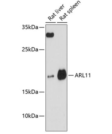 ARL11 Rabbit Polyclonal Antibody